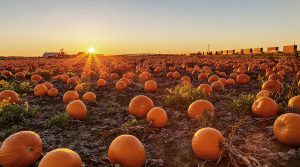 A pumpkin field at sunset