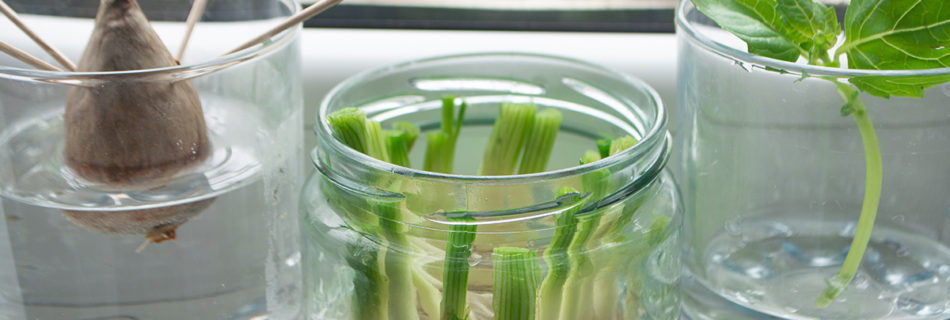 Growing vegetables in jars from scraps