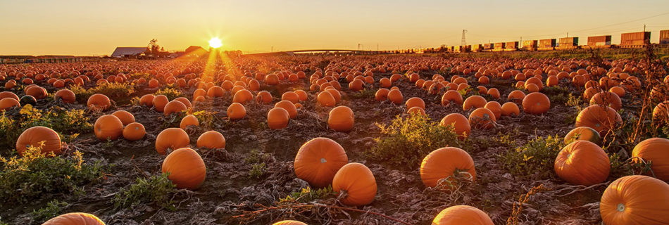 A pumpkin field at sunset