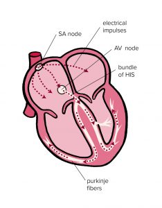 Diagram of the heart’s electrical system