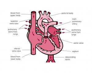 Diagram of the heart’s blood flow after birth