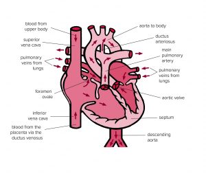 Diagram of the heart’s blood flow before birth